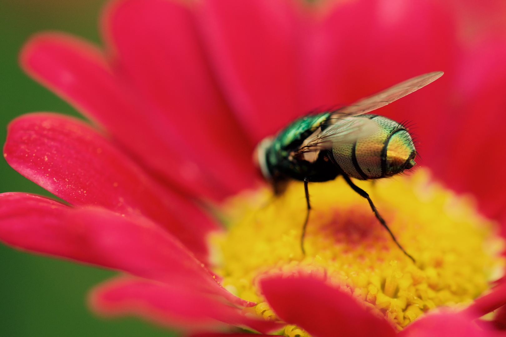 Makro Versuch im Garten