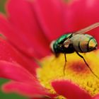 Makro Versuch im Garten