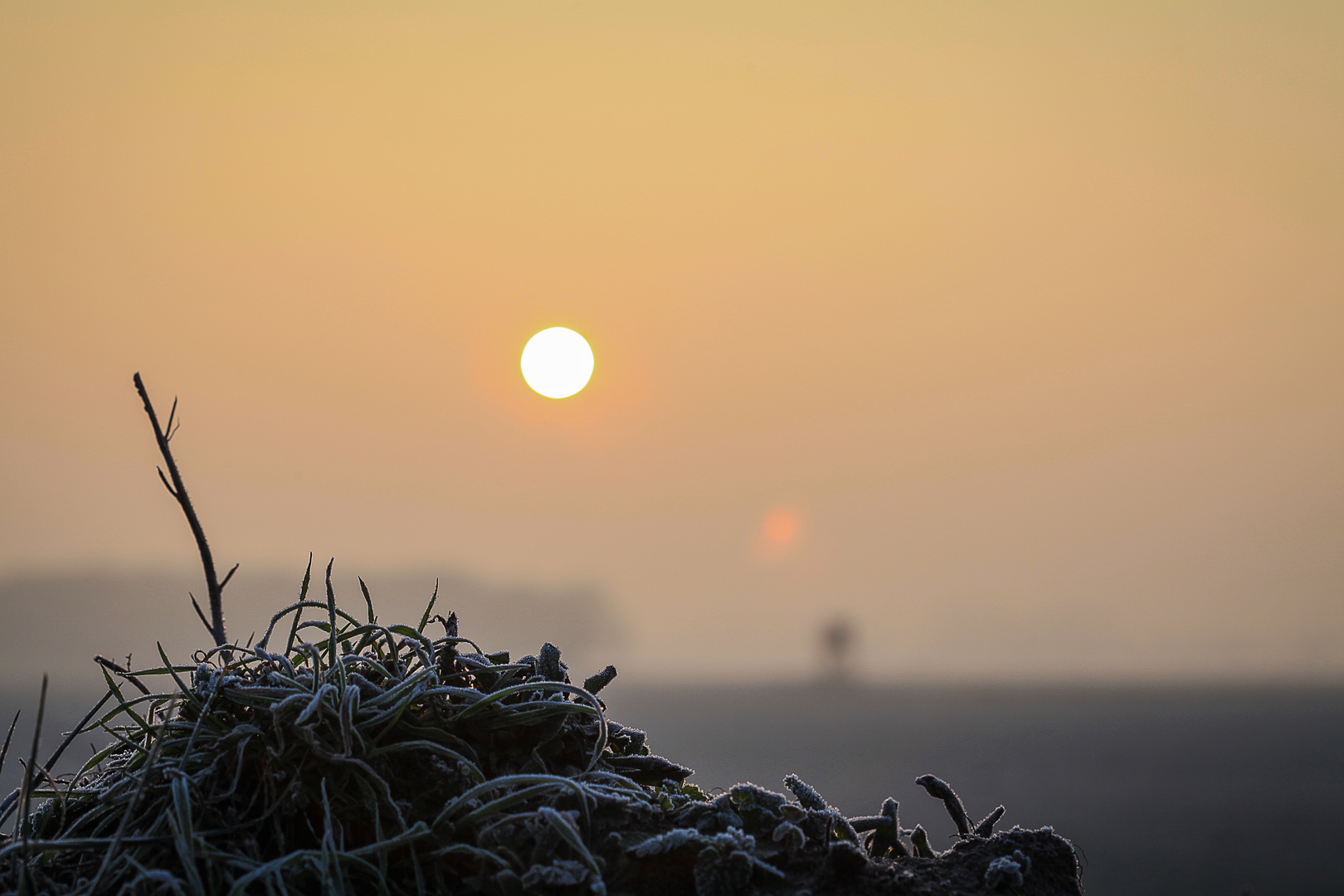 Makro vom Frost