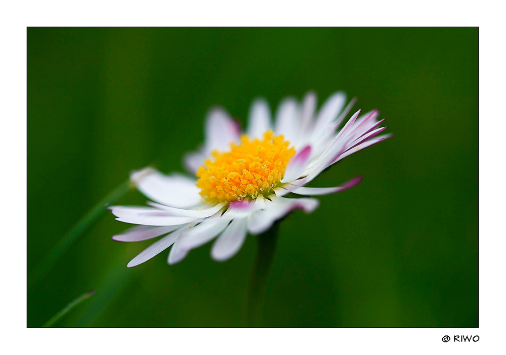 Makro vom Gänseblümchen........