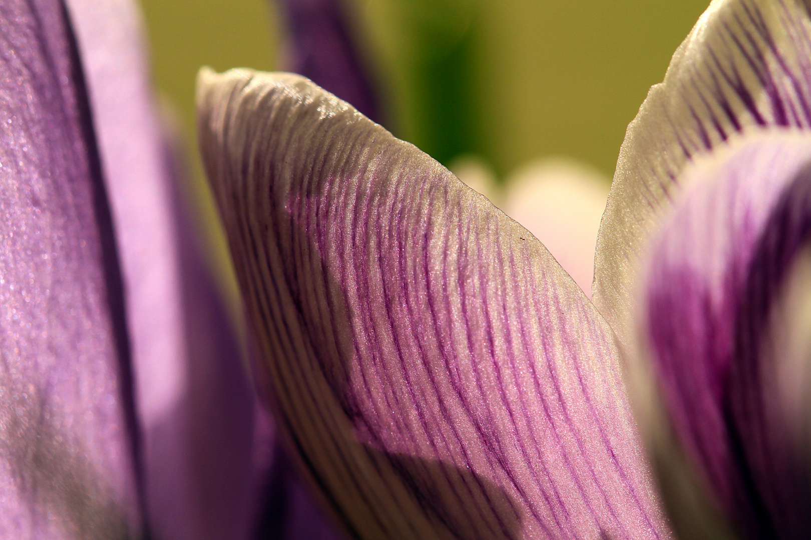 Makro vom Krokus