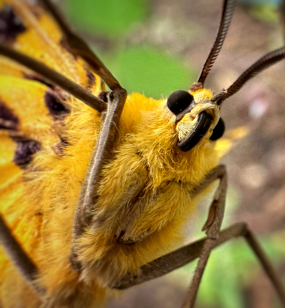 Makro vom Schmetterling 