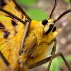 Makro vom Schmetterling 