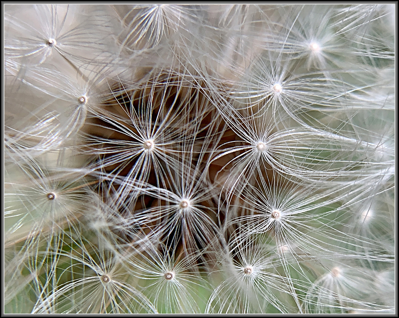 Makro von der Pusteblume als Mittwochsblümchen.