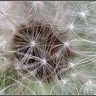 Makro von der Pusteblume als Mittwochsblümchen.