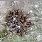 Makro von der Pusteblume als Mittwochsblümchen.