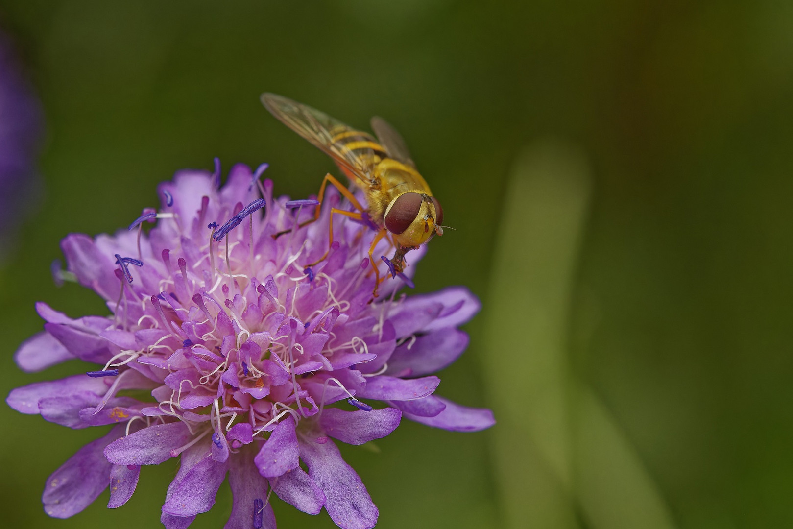 Makro von einem Besucher auf Blüte