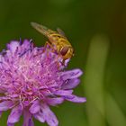 Makro von einem Besucher auf Blüte