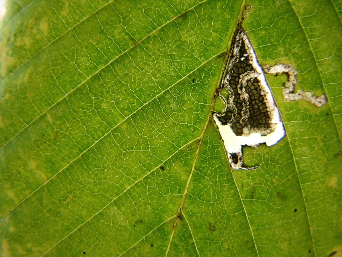 Makro von einem Blatt