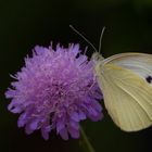 Makro von einem Kohlweißling