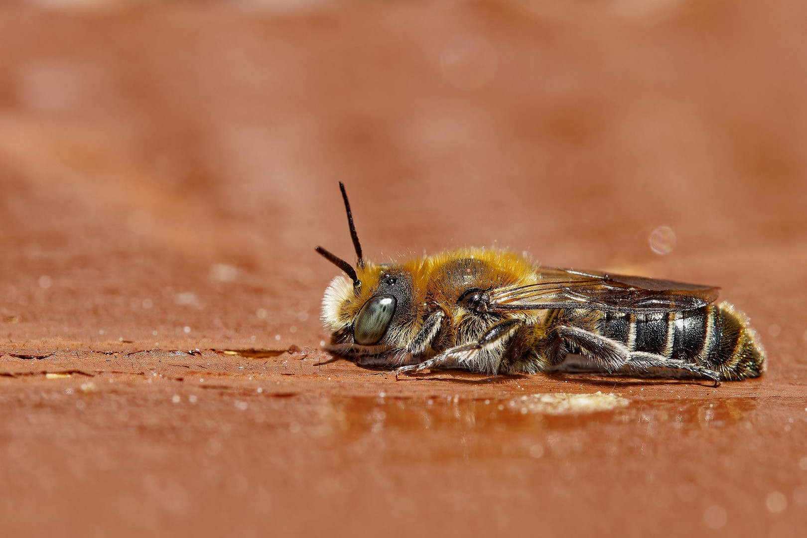 Makro von einem Mauerbienenmännchen