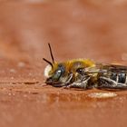 Makro von einem Mauerbienenmännchen