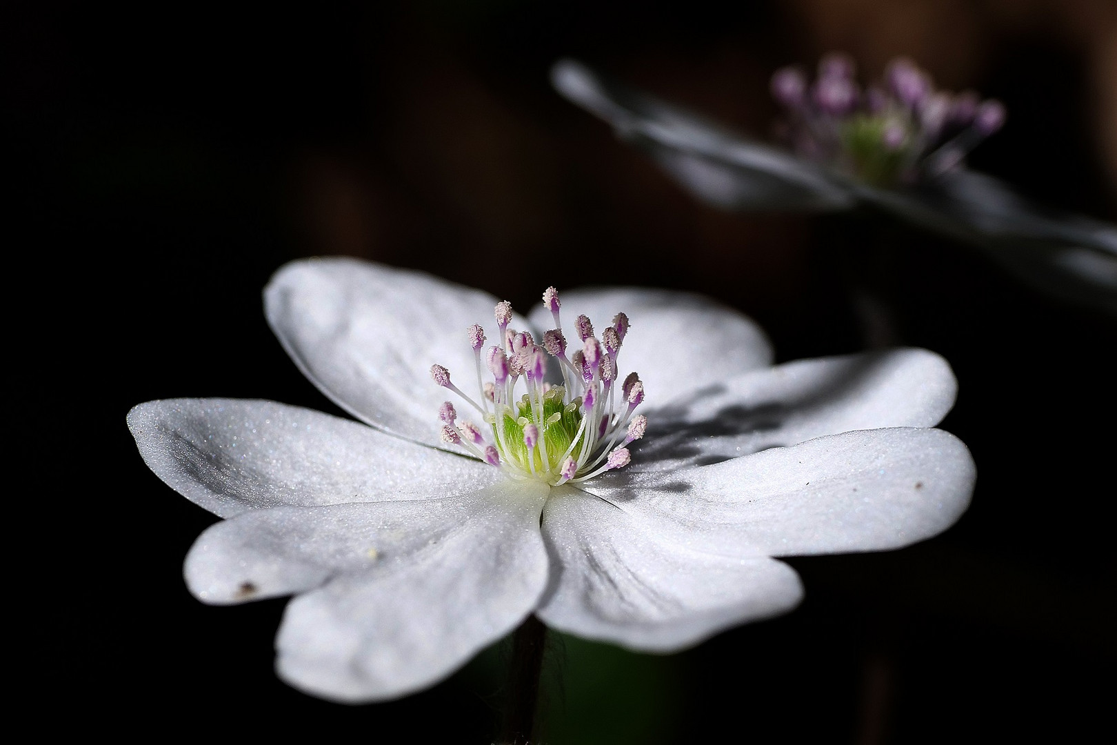 Makro von einem Weißes Leberblümchen