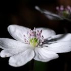 Makro von einem Weißes Leberblümchen