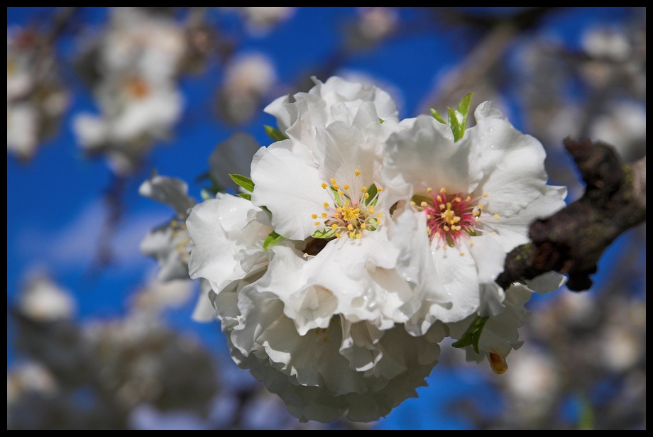 Makro von einer Mandelblüte