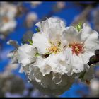 Makro von einer Mandelblüte