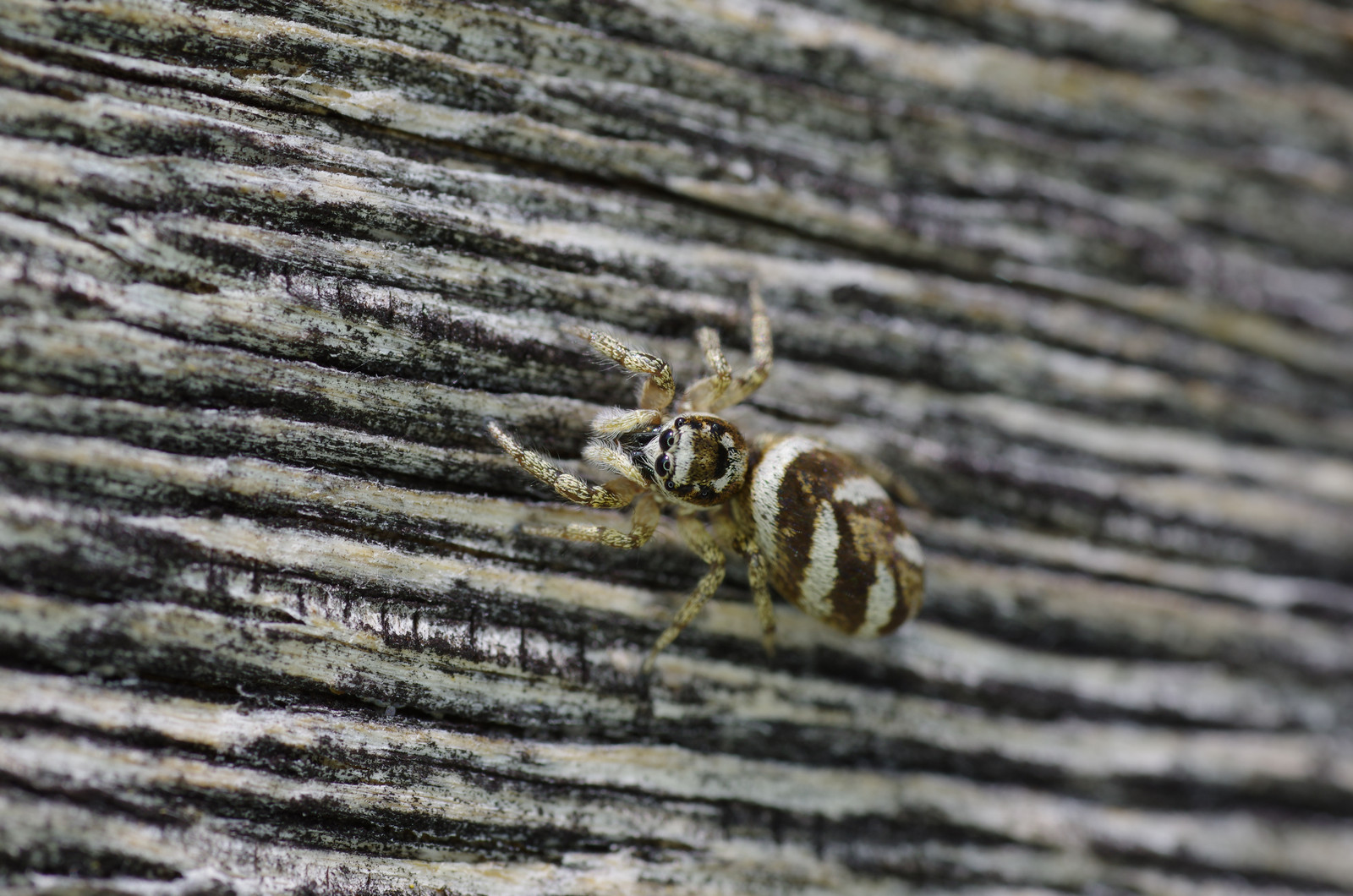 Makro von einer Zebra Springspinne auf einem Holzbalken