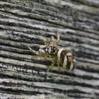 Makro von einer Zebra Springspinne auf einem Holzbalken