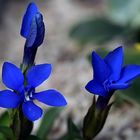 Makro von Gantiana verna angulosa - Frühlingsenzian am Karfreitag im Alpinum