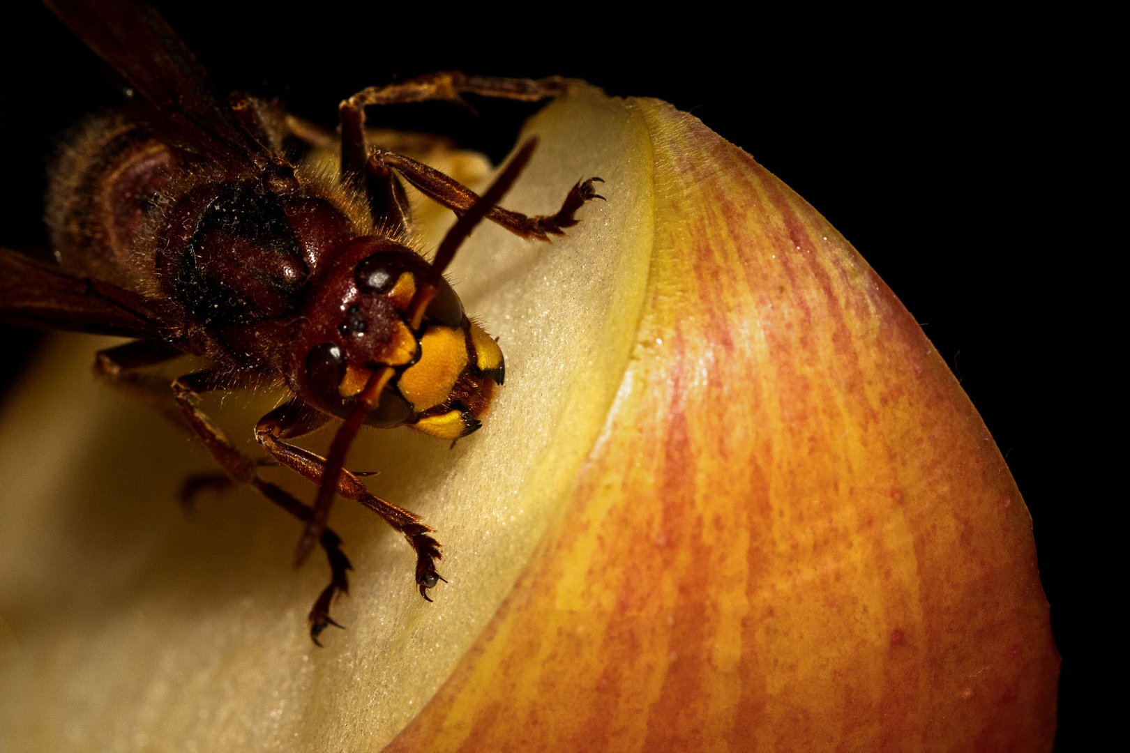 Makro von Hornisse auf Apfel