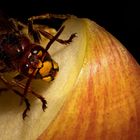 Makro von Hornisse auf Apfel