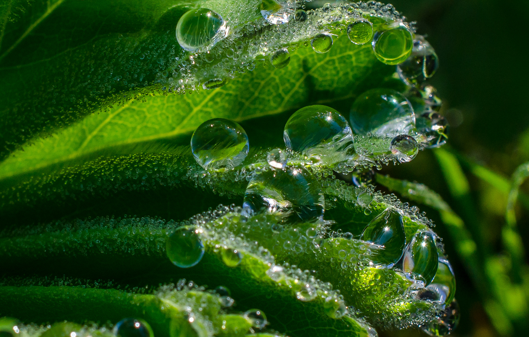 Makro von Wassertropfen