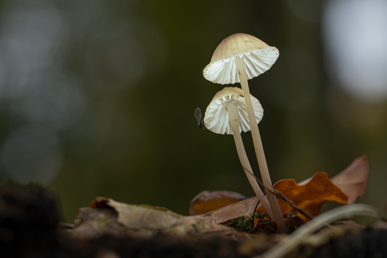 Makro von winzigen Pilzen