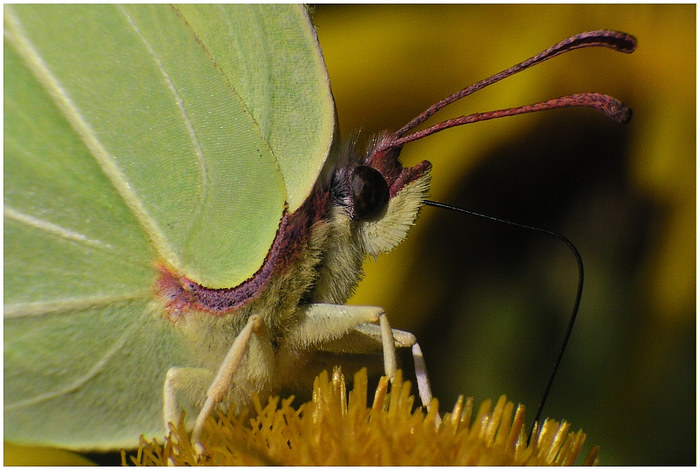 Makro von Zitronenfalter-Kopf