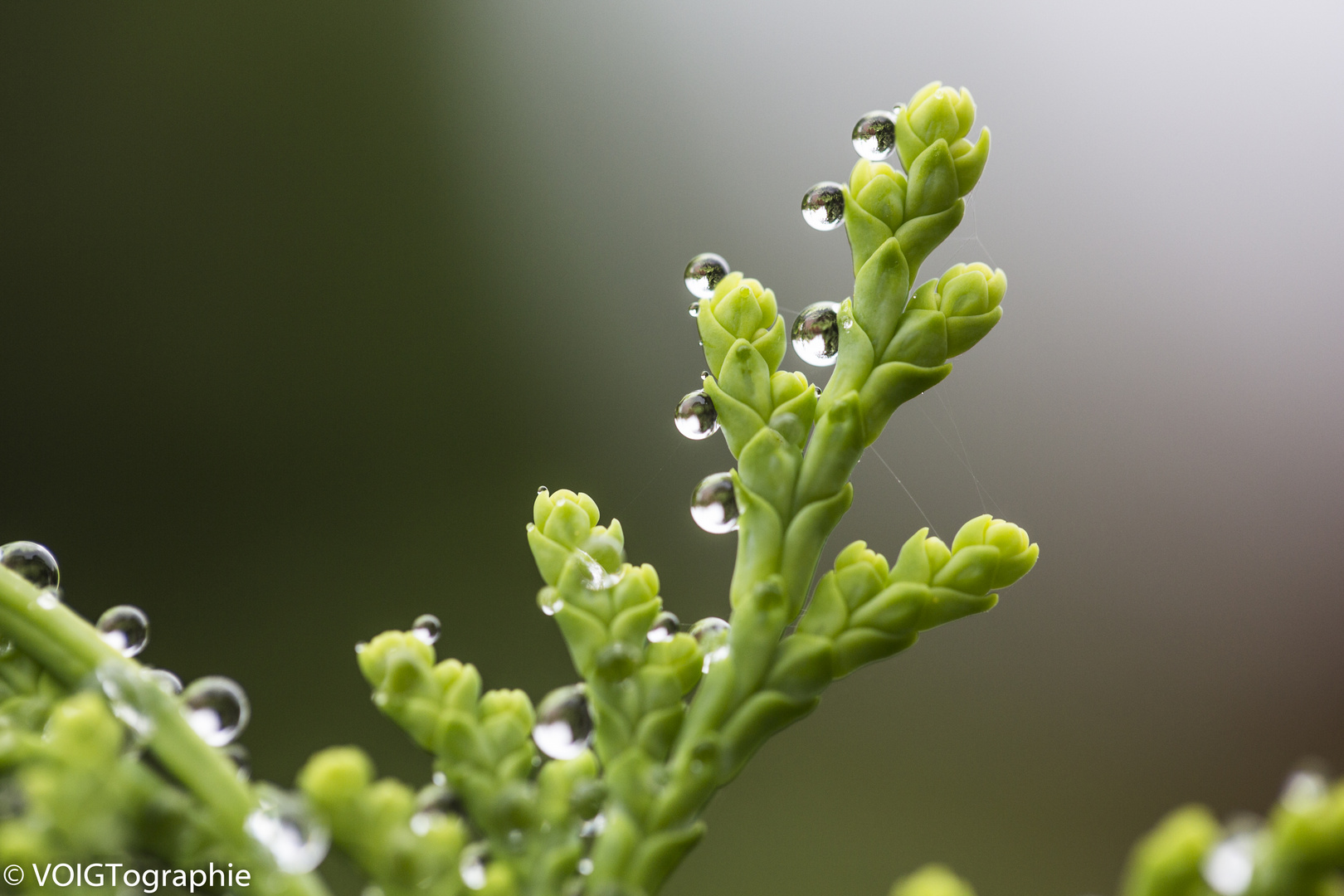 Makro Wassertropfen