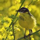 Makro - Wiesenschafstelze - Motacilla flava flava