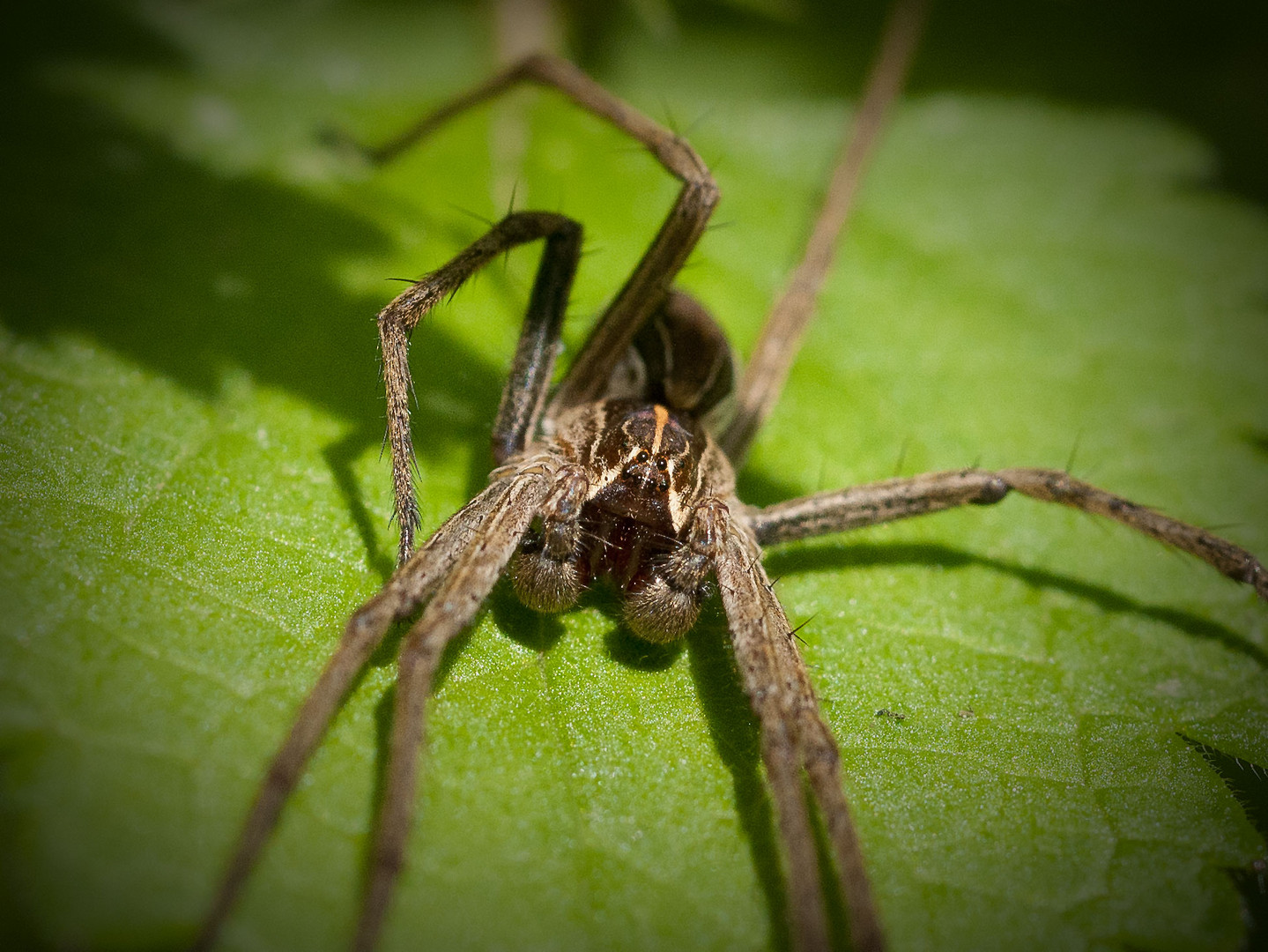 Makro Wolfsspinne auf Brennessel