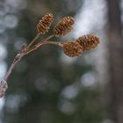 Makro zur Winterzeit II