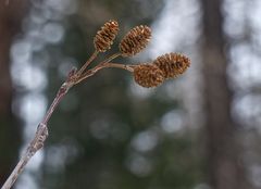 Makro zur Winterzeit II