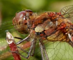 Makroansicht der Großen Heidelibelle (Sympetrum striolatum)