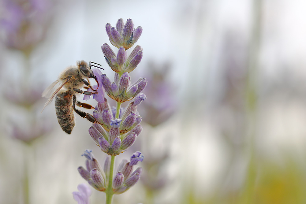 Makroaufnahme einer Biene am Lavendel