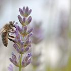 Makroaufnahme einer Biene am Lavendel