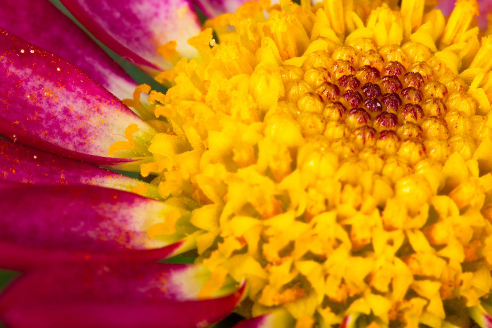 Makroaufnahme einer Blüte