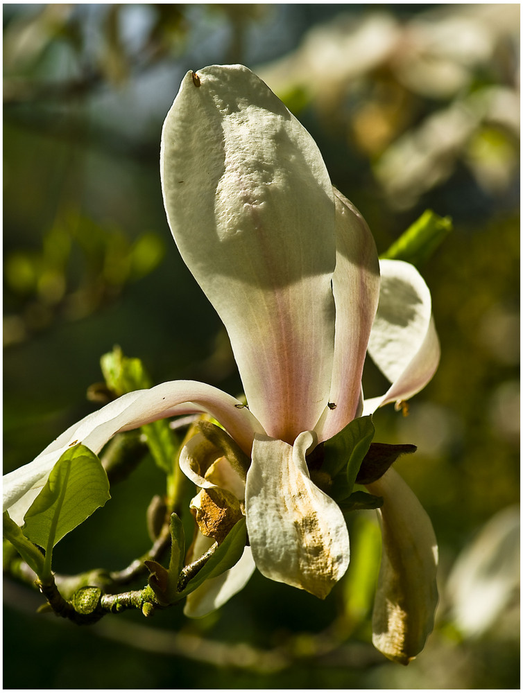 Makroaufnahme einer Blüte