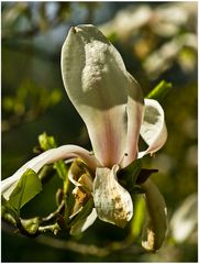 Makroaufnahme einer Blüte