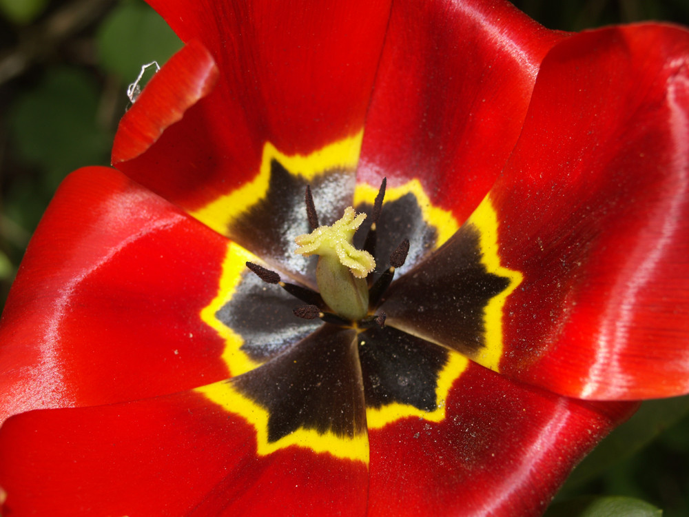 Makroaufnahme einer Blüte...