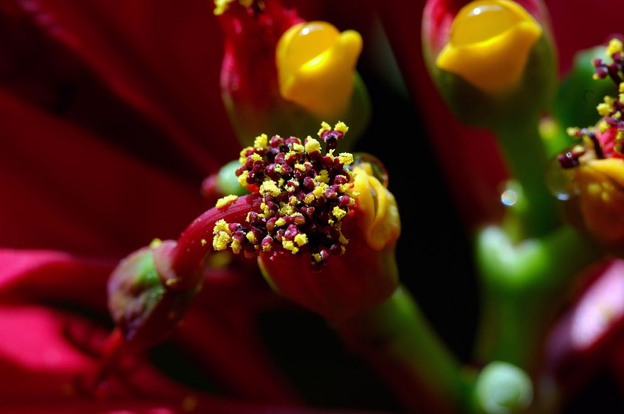 Makroaufnahme einer Blüte des Weihnachtssterns 2