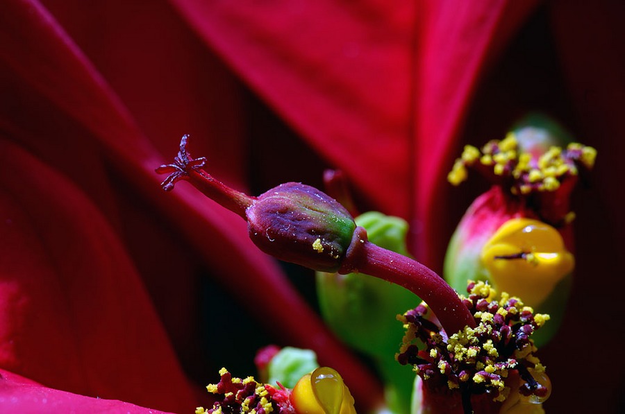 Makroaufnahme einer Blüte des Weihnachtssterns 3