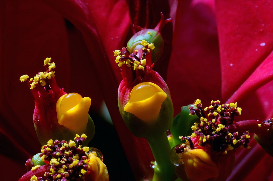 Makroaufnahme einer Blüte des Weihnachtssterns