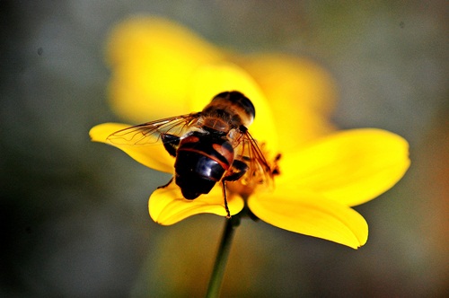 Makroaufnahme einer Blume