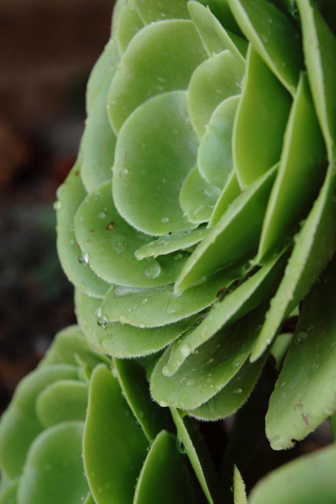 Makroaufnahme einer Crassulaceae (Dickblattgewächs)