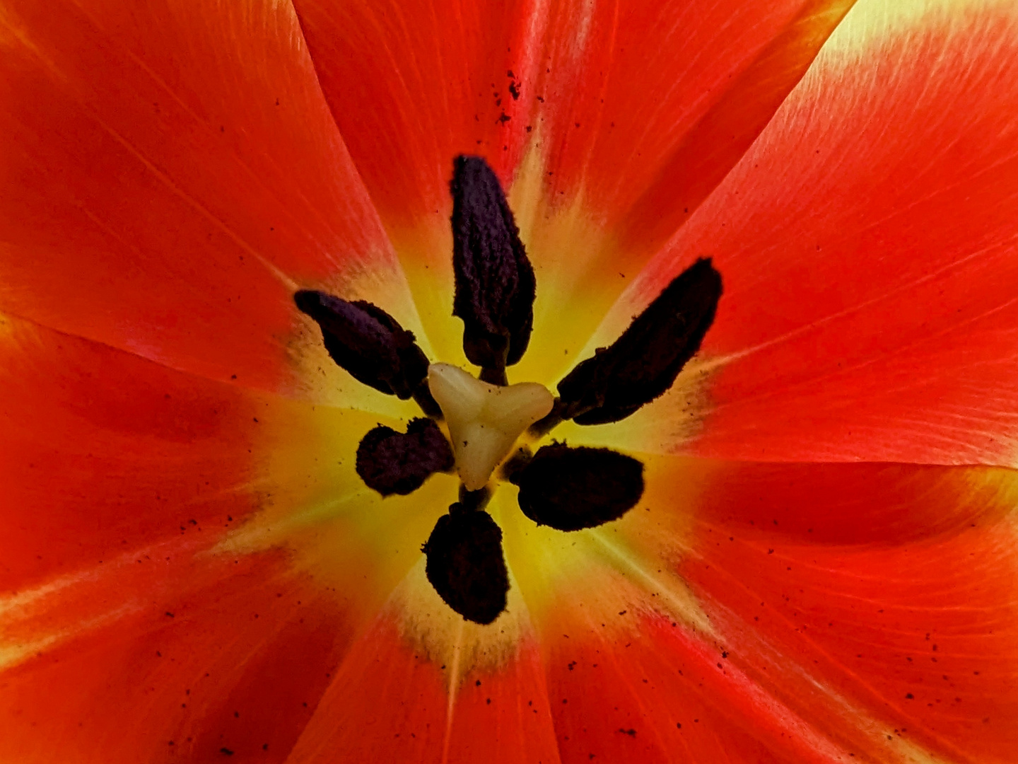 Makroaufnahme einer Gelb-Roten Tulpe, vom 22.03.2023.