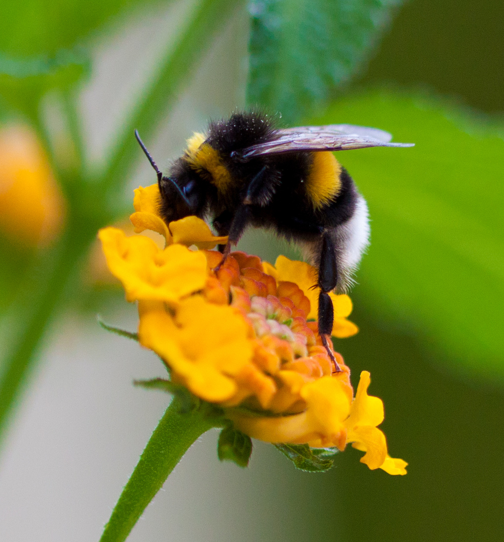 Makroaufnahme einer Hummel