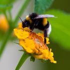 Makroaufnahme einer Hummel