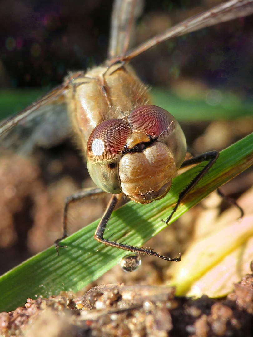 Makroaufnahme einer Libelle