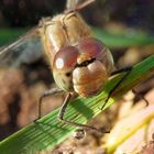 Makroaufnahme einer Libelle